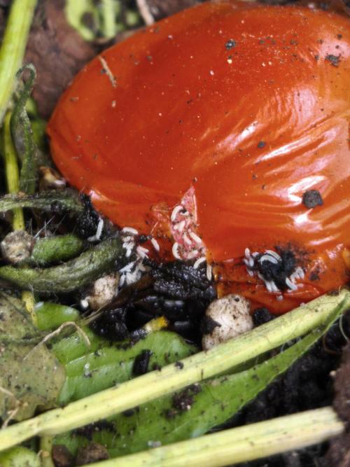 Outdoor 2026 - Atlantic Europe. Week 12 - springtails 
