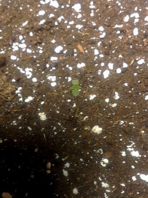 Autoflower-Exploration Breeding Grounds. Week 0