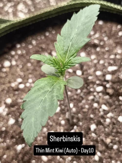 Autoflower-Exploration Breeding Grounds. Week 1