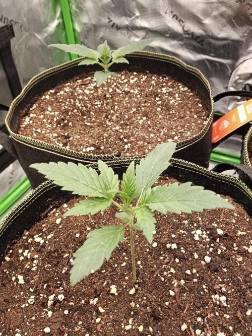 Autoflower-Exploration Breeding Grounds. Week 1