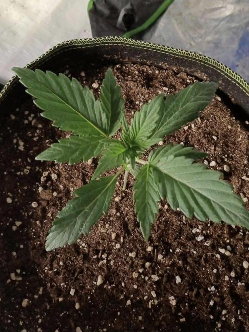 Autoflower-Exploration Breeding Grounds. Week 1