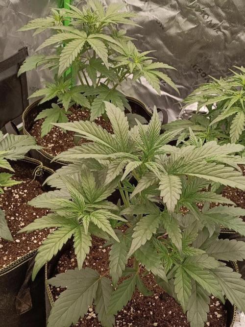 Autoflower-Exploration Breeding Grounds. Week 2