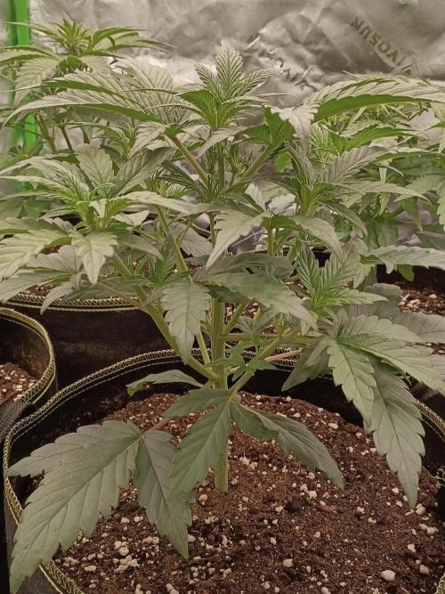 Autoflower-Exploration Breeding Grounds. Week 2 - TMK
