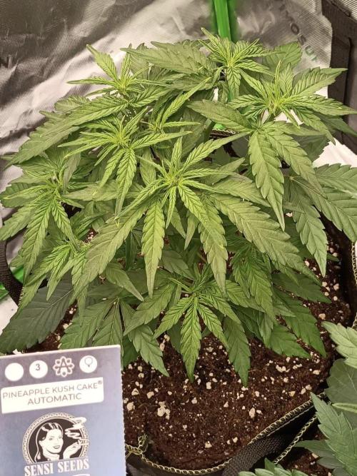 Autoflower-Exploration Breeding Grounds. Week 2 - PKC