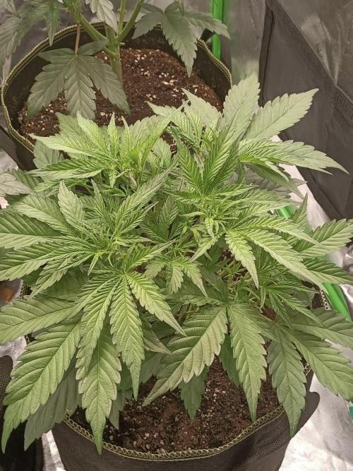 Autoflower-Exploration Breeding Grounds. Week 2 - PKC