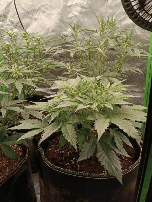 Autoflower-Exploration Breeding Grounds. Week 3