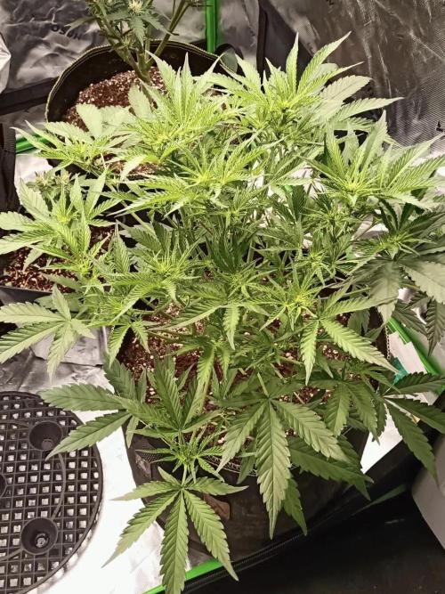 Autoflower-Exploration Breeding Grounds. Week 3 - PKC