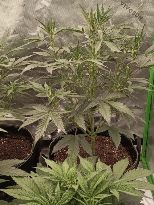 Autoflower-Exploration Breeding Grounds. Week 3