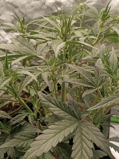 Autoflower-Exploration Breeding Grounds. Week 3
