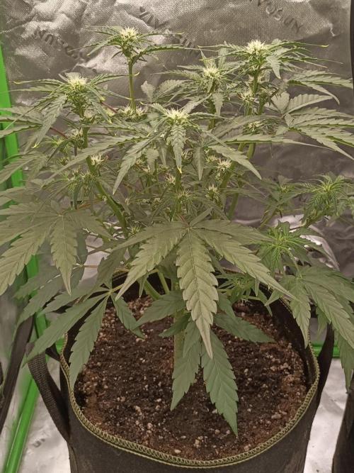 Autoflower-Exploration Breeding Grounds. Week 3 - PKC