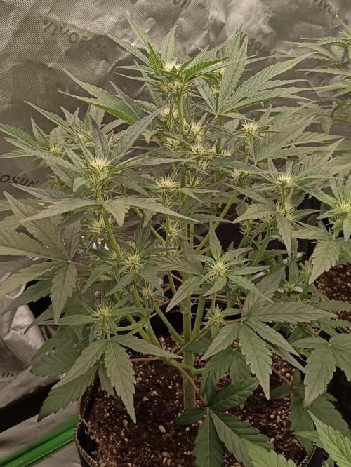 Autoflower-Exploration Breeding Grounds. Week 3