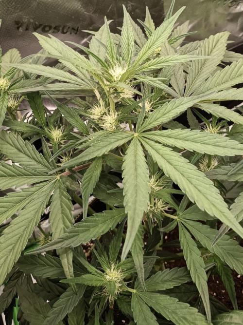 Autoflower-Exploration Breeding Grounds. Week 3