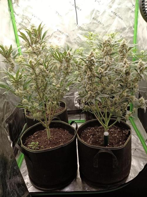 Autoflower-Exploration Breeding Grounds. Week 4