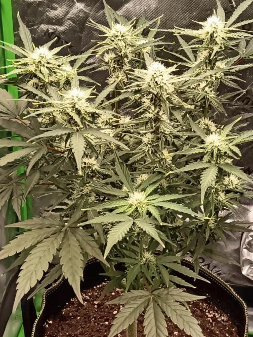Autoflower-Exploration Breeding Grounds. Week 4