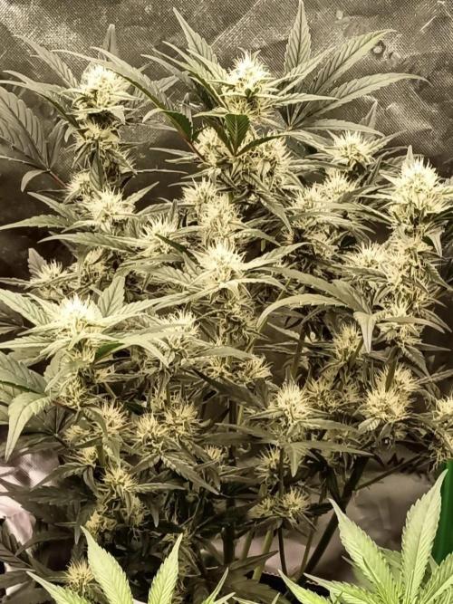 Autoflower-Exploration Breeding Grounds. Week 4