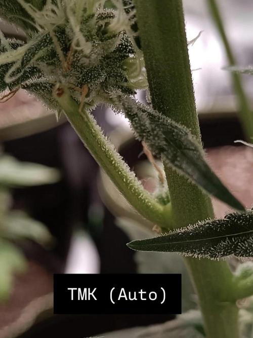 Autoflower-Exploration Breeding Grounds. Week 4