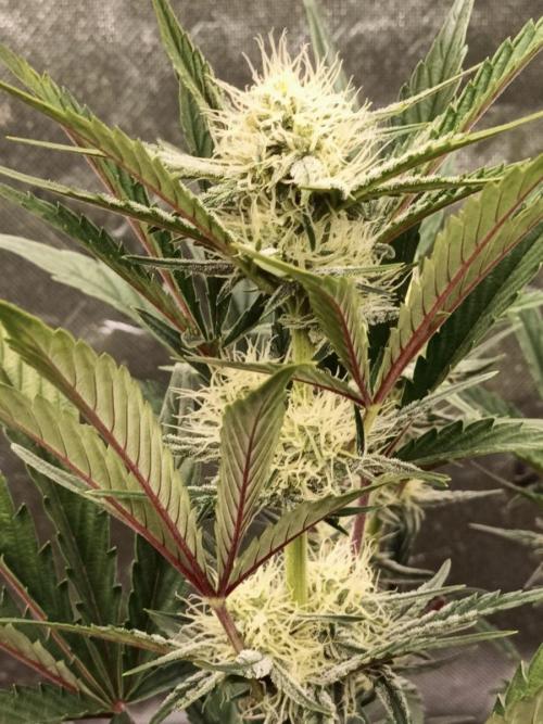 Autoflower-Exploration Breeding Grounds. Week 4