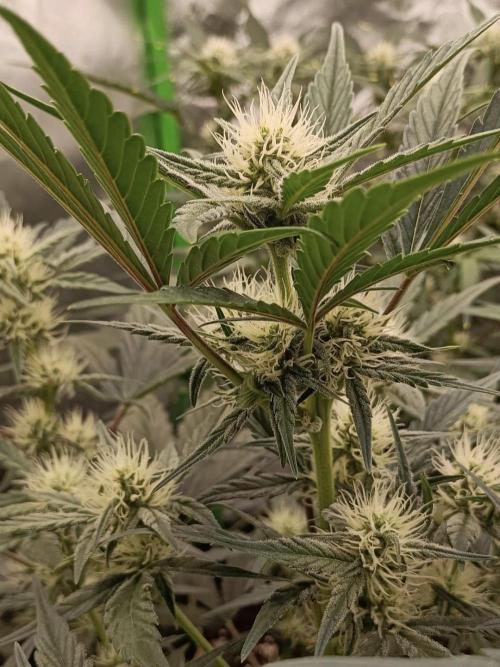 Autoflower-Exploration Breeding Grounds. Week 4