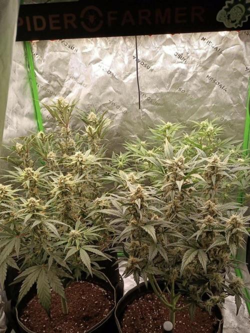 Autoflower-Exploration Breeding Grounds. Week 5