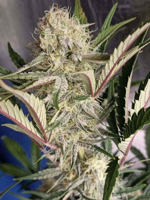 Autoflower-Exploration Breeding Grounds. Week 5
