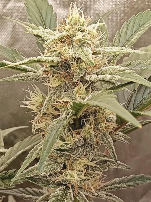 Autoflower-Exploration Breeding Grounds. Week 5