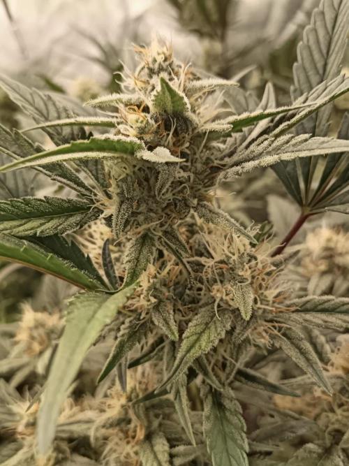 Autoflower-Exploration Breeding Grounds. Week 5