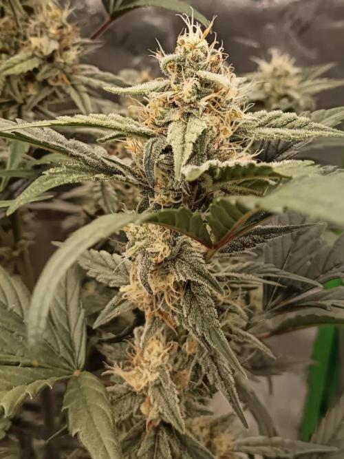 Autoflower-Exploration Breeding Grounds. Week 5
