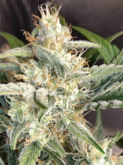 Autoflower-Exploration Breeding Grounds. Week 5