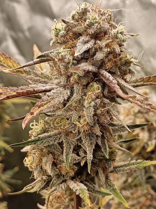 Autoflower-Exploration Breeding Grounds. Week 6