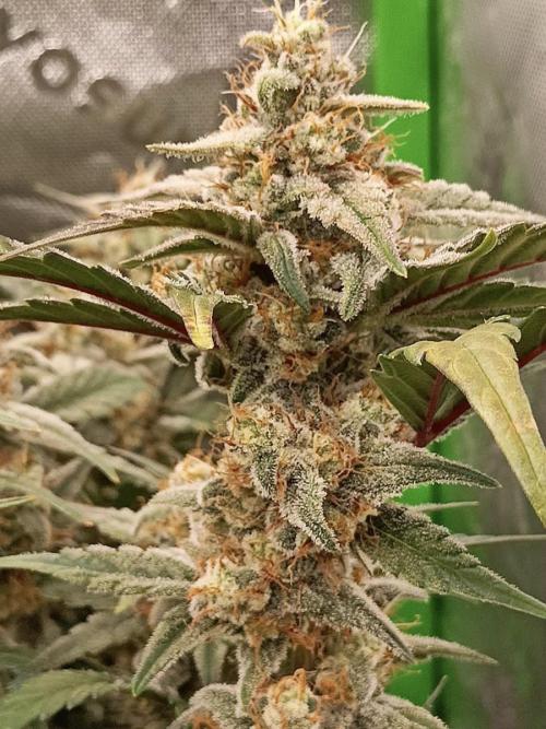 Autoflower-Exploration Breeding Grounds. Week 6