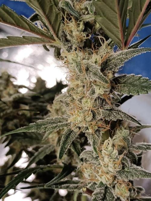 Autoflower-Exploration Breeding Grounds. Week 6
