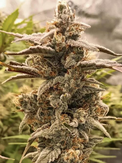 Autoflower-Exploration Breeding Grounds. Week 6