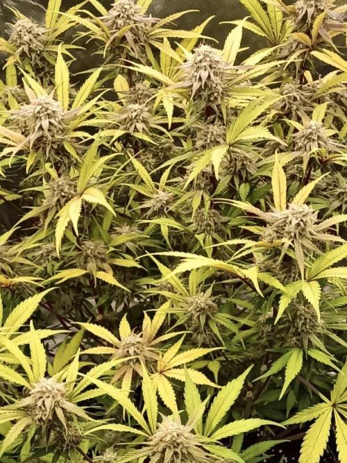 Autoflower-Exploration Breeding Grounds. Week 6 - Pineapple Kush Cake #2