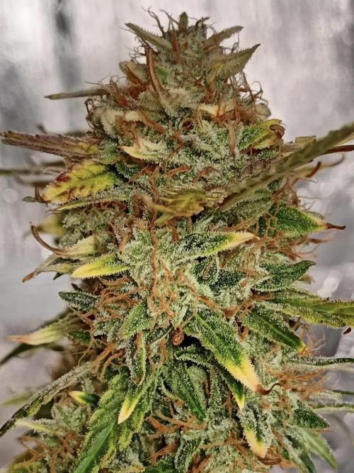 Autoflower-Exploration Breeding Grounds. Week 6 - PKC #1