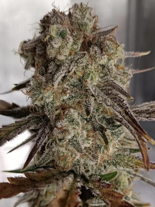 Autoflower-Exploration Breeding Grounds. Week 6