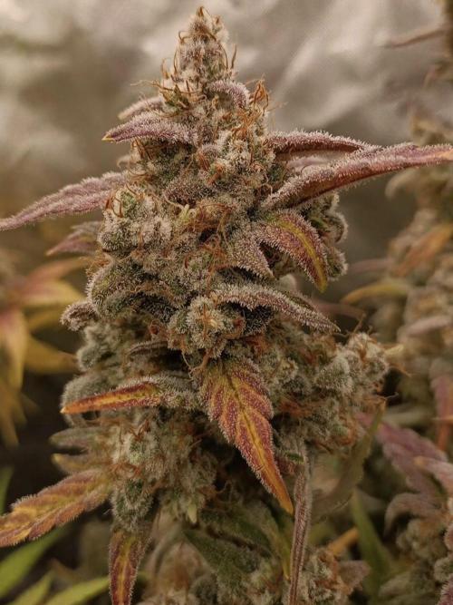 Autoflower-Exploration Breeding Grounds. Week 6