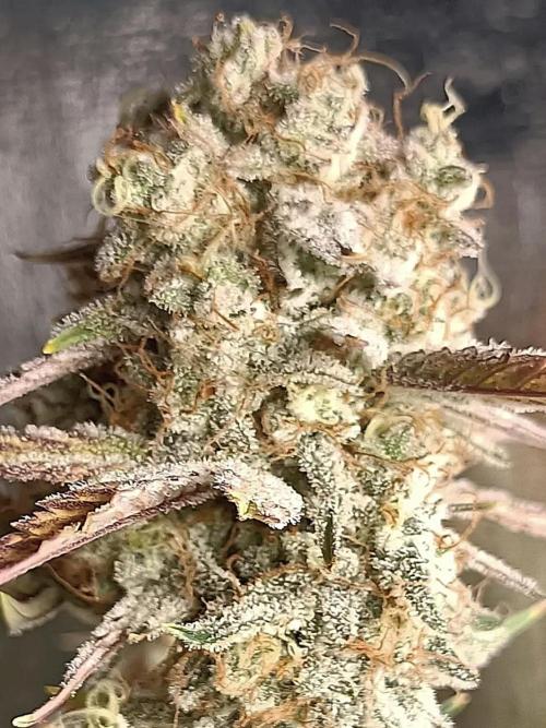 Autoflower-Exploration Breeding Grounds. Week 6