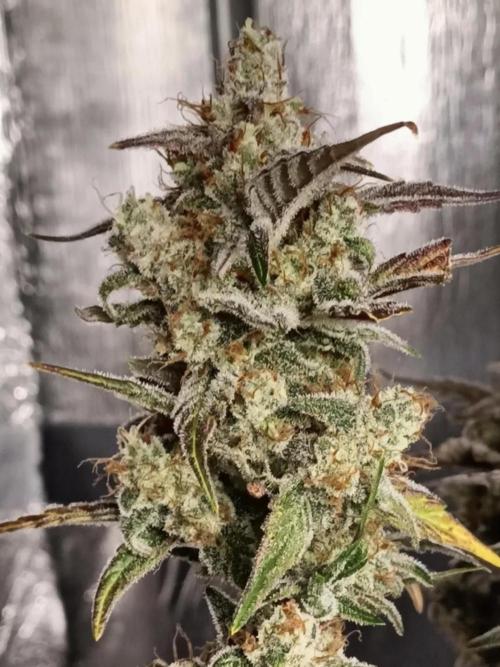 Autoflower-Exploration Breeding Grounds. Week 6