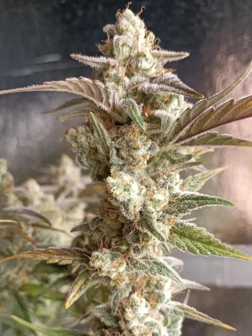 Autoflower-Exploration Breeding Grounds. Week 6