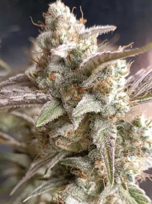 Autoflower-Exploration Breeding Grounds. Week 6