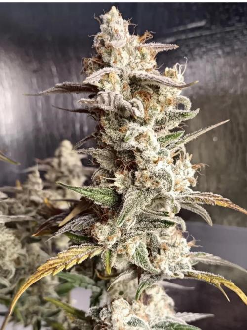Autoflower-Exploration Breeding Grounds. Week 6