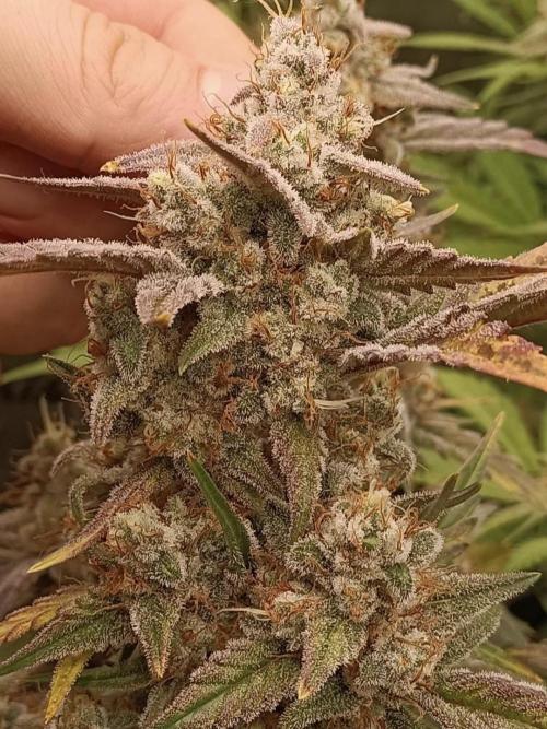 Autoflower-Exploration Breeding Grounds. Week 6