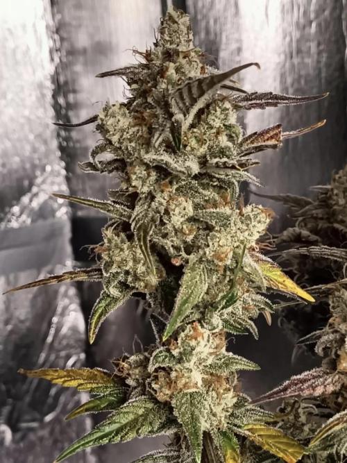 Autoflower-Exploration Breeding Grounds. Week 6
