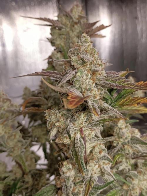 Autoflower-Exploration Breeding Grounds. Week 6