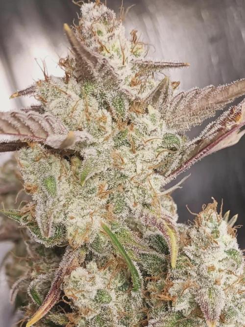 Autoflower-Exploration Breeding Grounds. Week 6