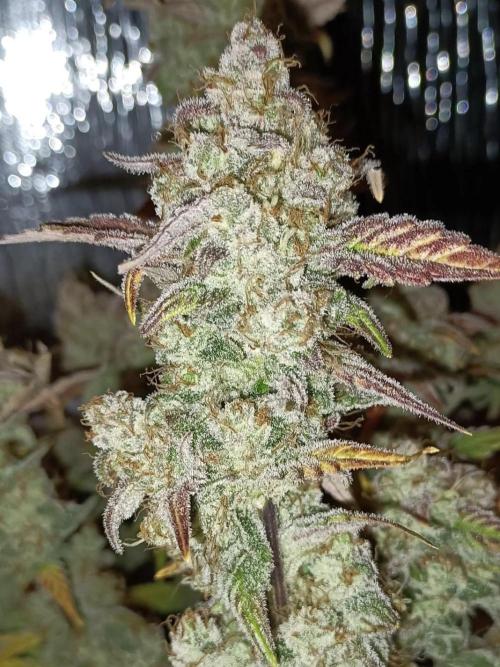 Autoflower-Exploration Breeding Grounds. Week 6