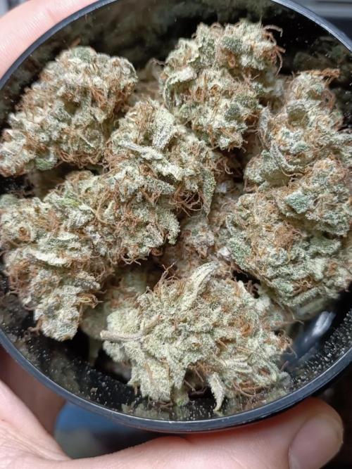 Autoflower-Exploration Breeding Grounds. Week 7