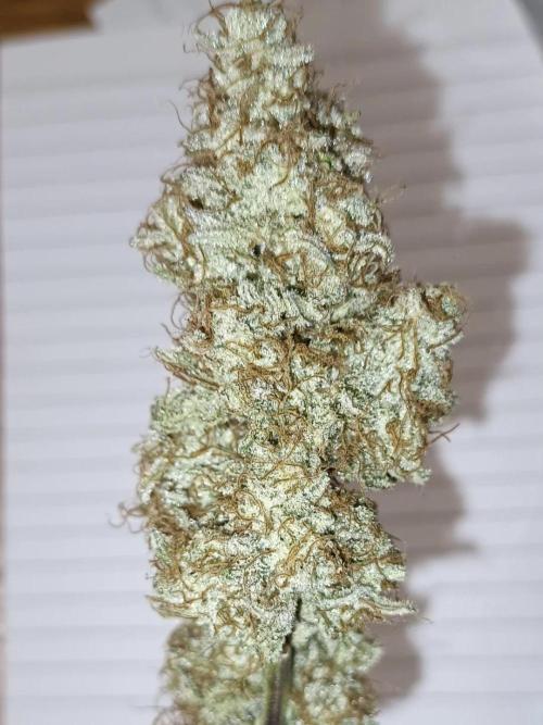 Autoflower-Exploration Breeding Grounds. Week 7