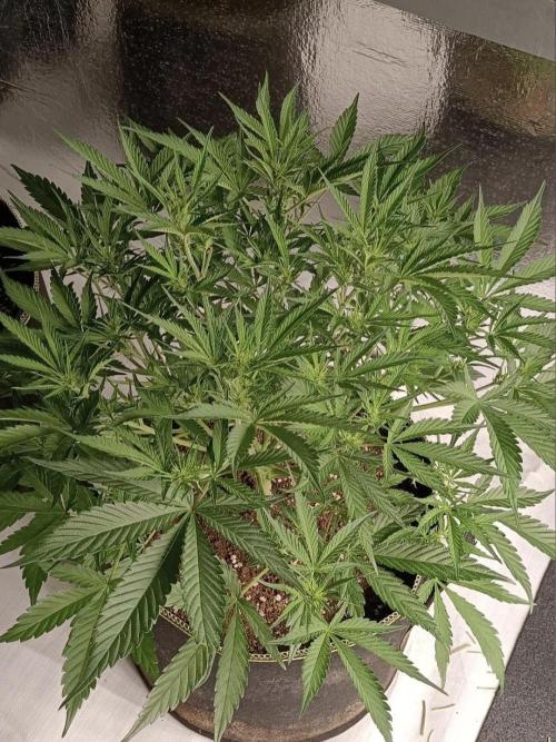 Autoflower-Exploration Breeding Grounds. Week 4 - PKC