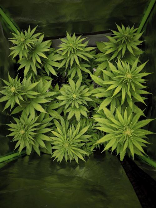 G13 Haze. Week 6